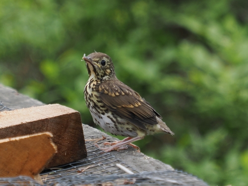 Song Thrush