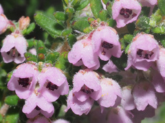 Erica setociliata