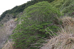 Rauvolfia sumatrana