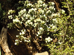 Crassula arborescens