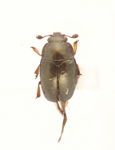 Common Pollen Beetle photo 4