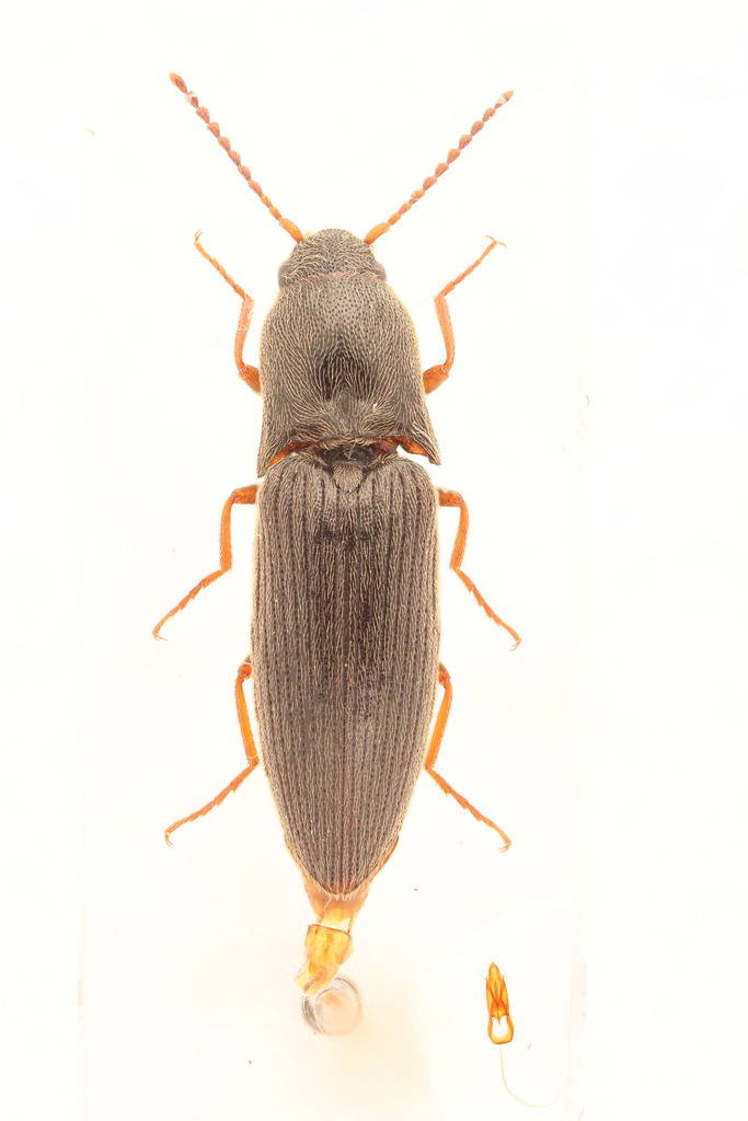 Pubescent Click Beetle