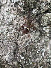 Deretrachys juvencus