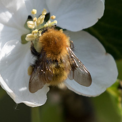 Bombus pascuorum