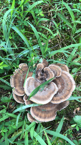 Black-staining Polypore