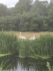 Mute Swan