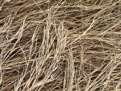 Spike Grass (Sporobolus spicatus) · iNaturalist