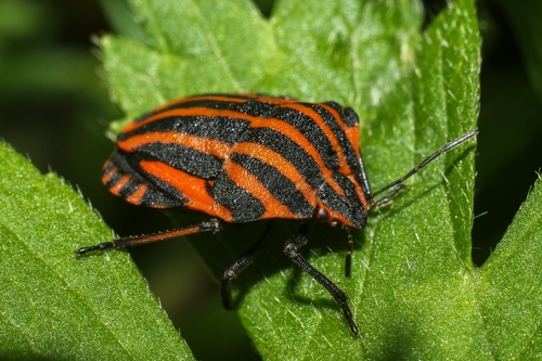 European Striped Shield Bug