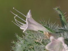 Echium italicum