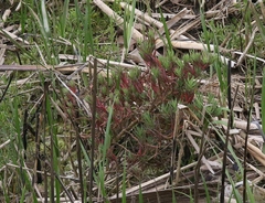 Chloropyron maritimum