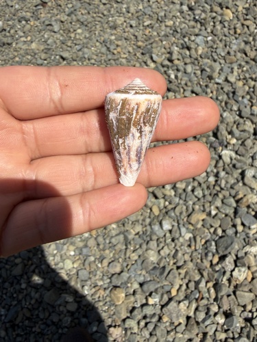 Conus virgatus observed 2026-06-29