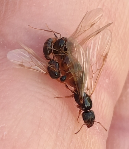 Pallid Big-headed Ant