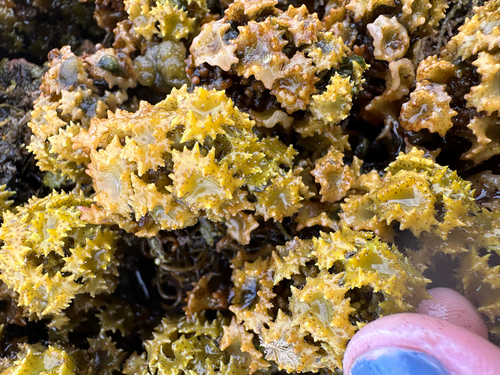 Turbinaria ornata observed 2026-06-29