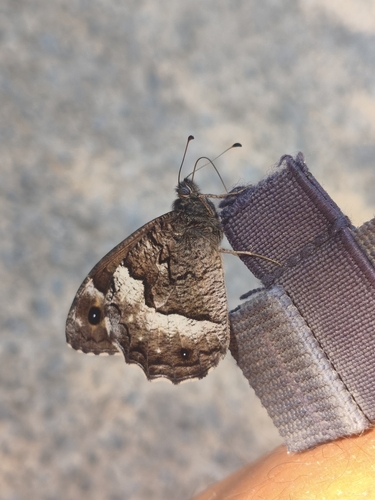 Woodland Grayling