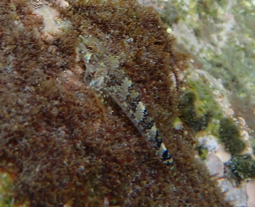 Tripterygion tartessicum