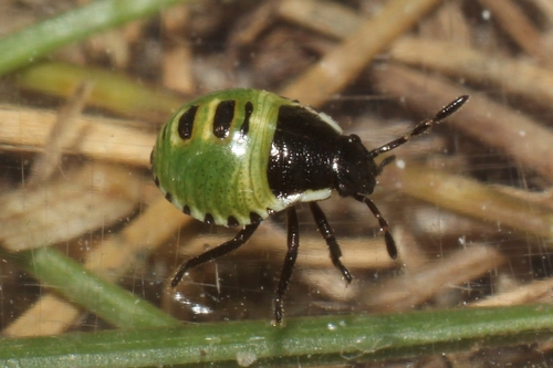 Green Shield Bug