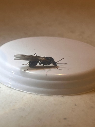 iNaturalist observation photo of Andre's Harvester Ant