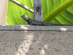 Sceloporus occidentalis