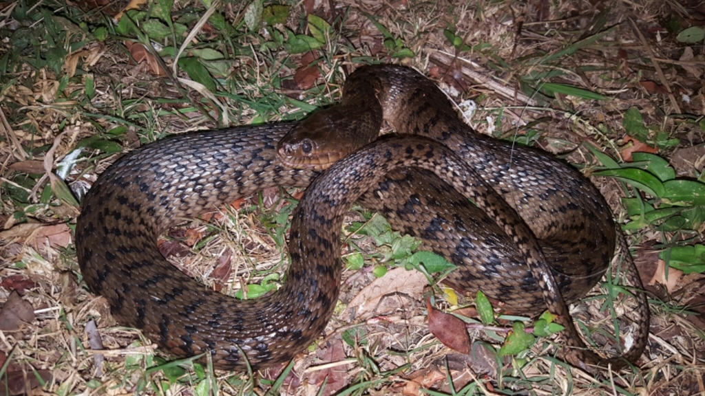 Florida Green Water Snake