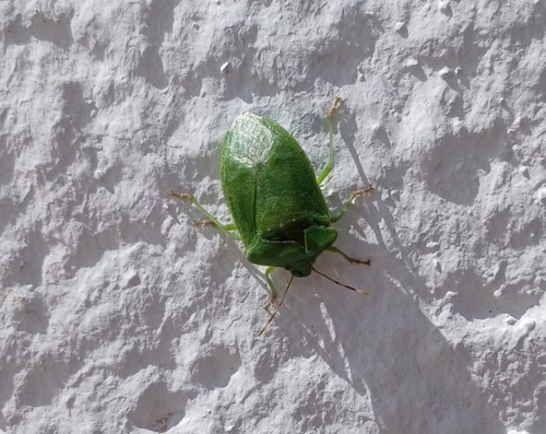 Southern Green Stink Bug