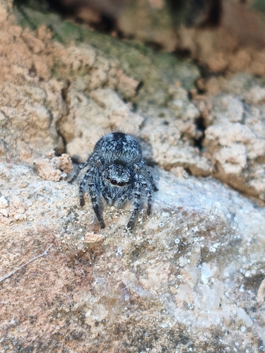Red-bellied Jumping Spider