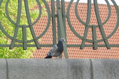 Columba livia domestica