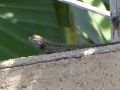 Sceloporus occidentalis