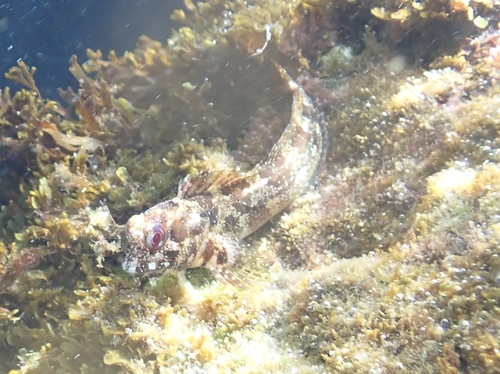 Lipophrys trigloides