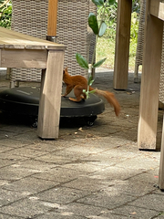 British Red Squirrel
