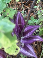 Tradescantia zebrina zebrina