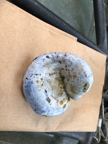 indigo milk cap
