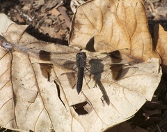 Brachythemis leucosticta