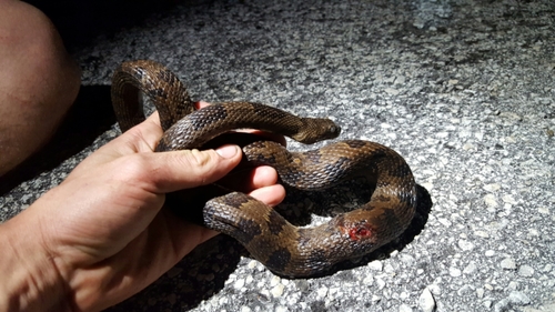 Nerodia taxispilota