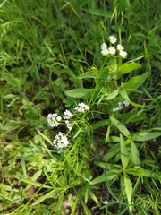 Bifora americana