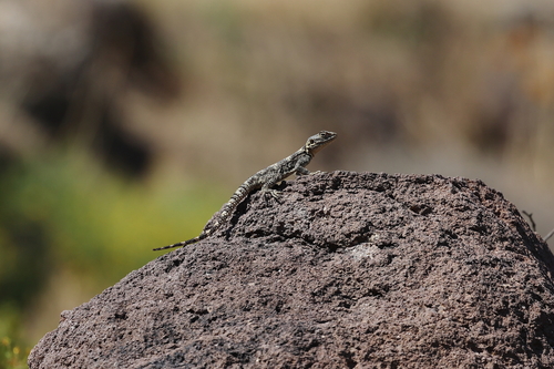Roughtail Rock Agama