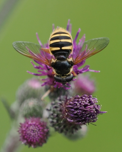 Yellow-barred Peat Hover Fly