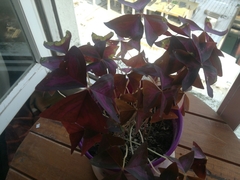 Oxalis articulata rubra