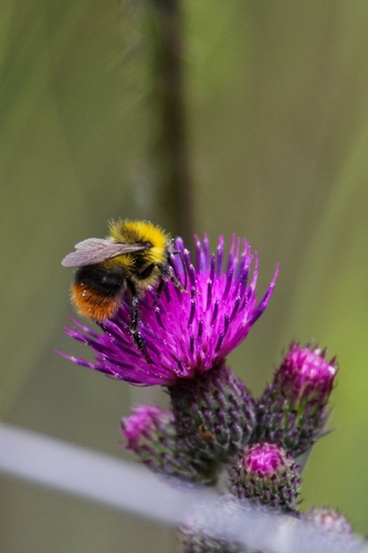 Early Bumble Bee