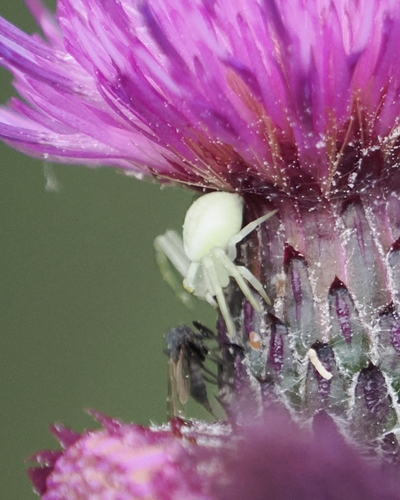 Goldenrod Crab Spider