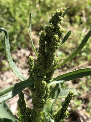 Rumex