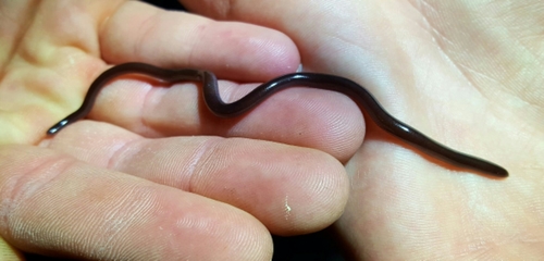 Indotyphlops braminus