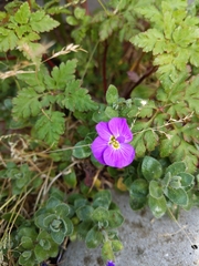 Aubrieta deltoidea