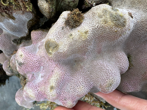 Porites evermanni observed 2026-06-29