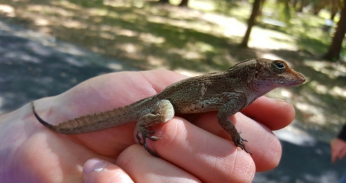 Anolis cristatellus