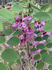 Robinia hispida