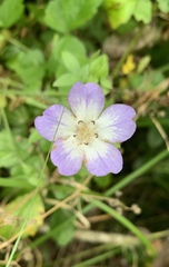 Nemophila phacelioides