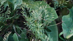 Catapodium rigidum