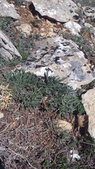 Convolvulus calvertii