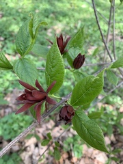 Calycanthus