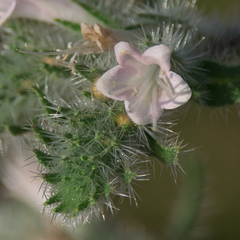 Echium italicum